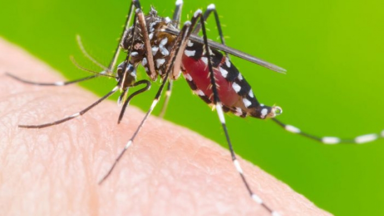 Ministério da Saúde diz que Paraíba e 10 estados poderão ter surto de dengue em 2020