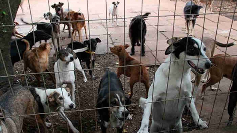 Câmara de Cajazeiras assegura R$ 100 mil para construção de abrigo para cães e gatos