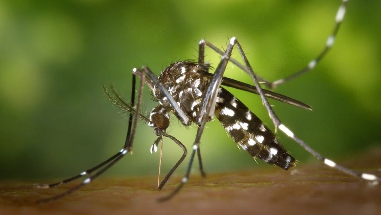 Infectologista pede que população redobre cuidados nesse período de chuvas com dengue, chikungunya e zika
