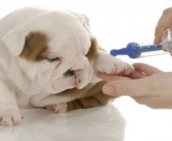 Governo prepara Campanha de Vacinação contra Raiva Animal 2020