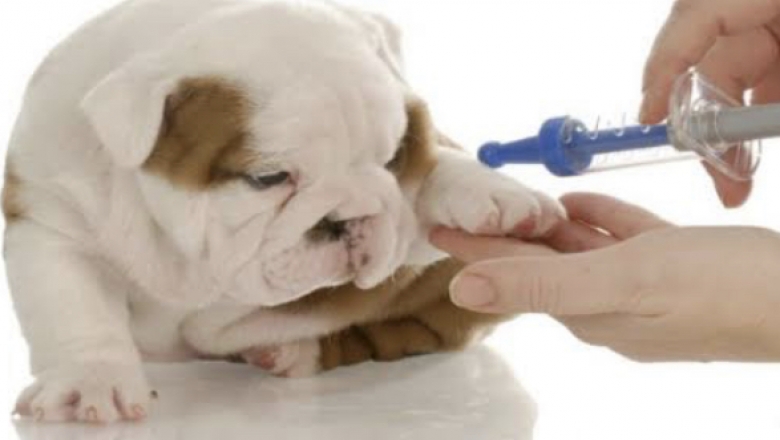 Governo prepara Campanha de Vacinação contra Raiva Animal 2020