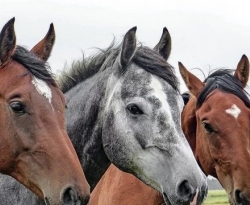 Covid-19: tratamento com anticorpos de cavalo será testado