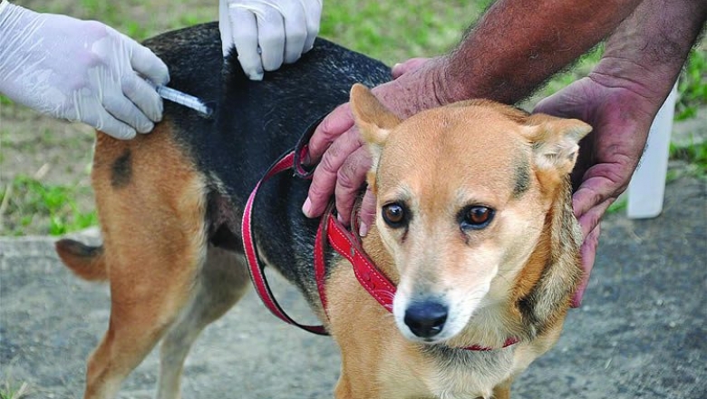São José de Piranhas realiza campanha de vacinação antirrábica de cães e gatos