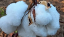 Governo do Estado investe no algodão orgânico e agricultores comemoram aumento da produção