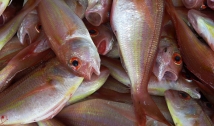 Especialistas falam dos cuidados para compra, consumo de peixes e alertam para ‘doença da urina preta’
