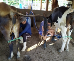 Aumento na produção de leite faz crescer parcerias por tanques de resfriamento na Paraíba