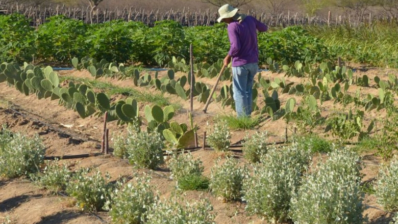 BNDES e fundo internacional lançam projeto de R$ 1 bi para capacitar produtores rurais no sertão nordestino