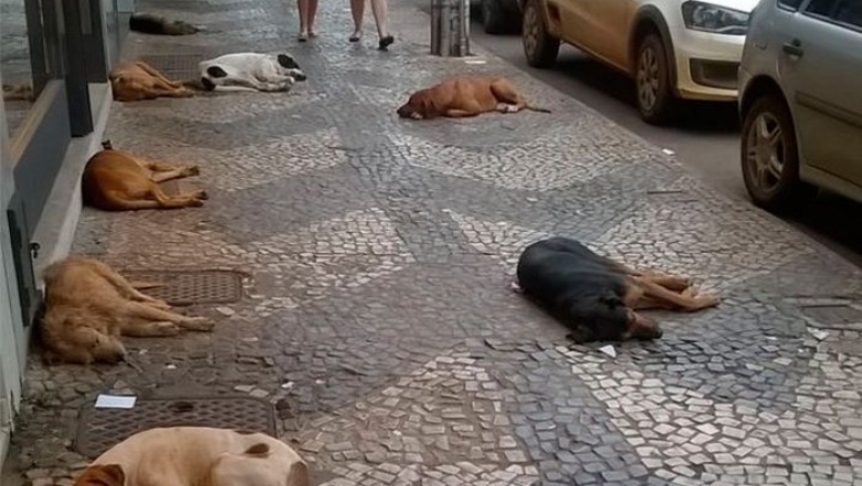 Prefeitura de Patos terá de adotar providências no controle populacional dos animais de rua, decide TJPB