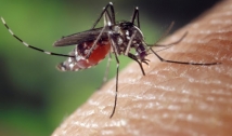 Boletim Epidemiológico indica aumento de casos prováveis de chikungunya na PB