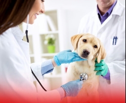 Prefeitura de Bom Jesus disponibilizará atendimento veterinário de forma gratuita