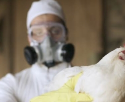 Governo da Paraíba alerta produtores sobre prevenção de casos de influenza aviária
