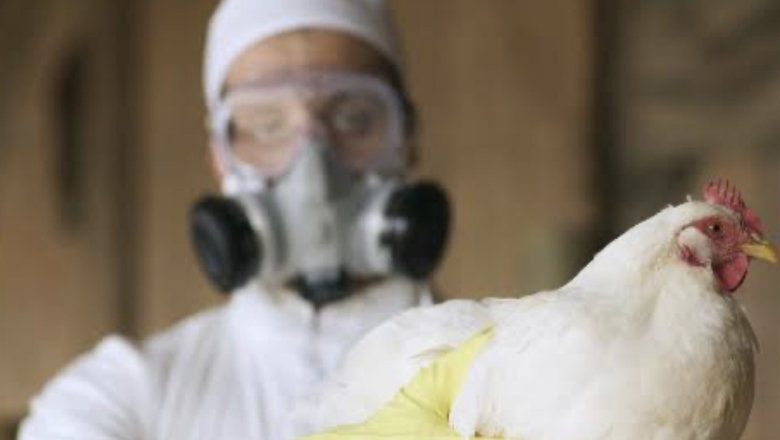 Governo da Paraíba alerta produtores sobre prevenção de casos de influenza aviária