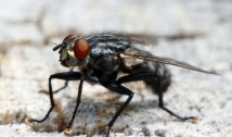 Virose da mosca não é transmitida apenas pelo inseto; saiba como se proteger