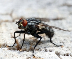 Virose da mosca não é transmitida apenas pelo inseto; saiba como se proteger