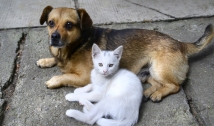 Proposta determina multa mínima de R$ 10 mil para crimes contra cães e gatos  