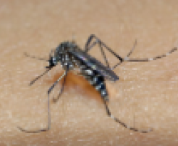 Ressurgimento do sorotipo 3 da dengue preocupa especialistas