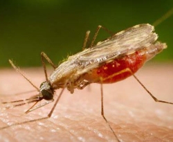 Entenda o comportamento do mosquito vetor da malária e saiba como se proteger