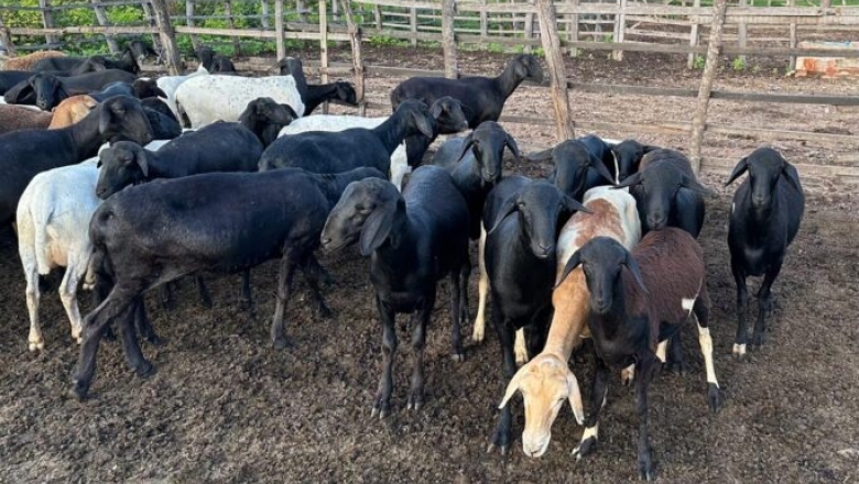Criminosos invadem propriedade rural e furtam ovelhas, sacos de ração e ferramentas, em Piancó