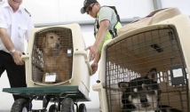 Comissão aprova regras para o transporte terrestre de animais vivos  