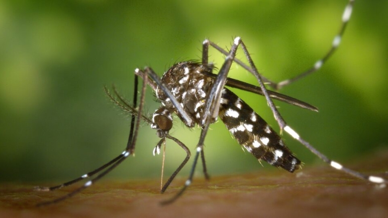 Estudo indica maior risco de morte por chikungunya mesmo após crise da doença