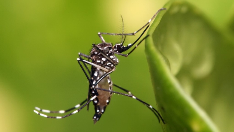 Brasil tem 391 mortes por dengue e sete estados decretam emergência; Paraíba confirmou três mortes 