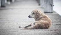 30 milhões de animais vivem nas ruas; CRMV-PB defende política de controle populacional de cães e gatos