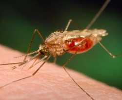 Paraíba registra primeiro caso de malária e infectologista informa sobre meios de prevenção
