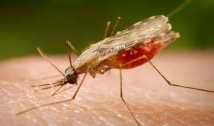 Malária: Saúde chama atenção para as medidas de prevenção individual