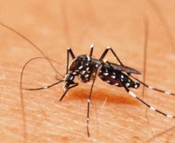 Paraíba investiga 10 óbitos por dengue notificados de janeiro a abril de 2019