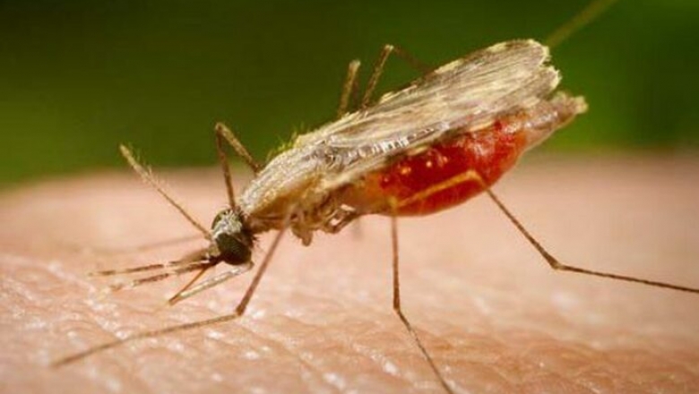 Hospital confirma terceira vítima diagnosticada com malária na PB
