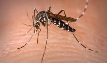 Paraíba tem aumento de 20% dos casos de dengue e infectologista diz que doença pode atingir a mesma pessoa até quatro vezes