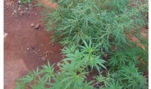 Polícia encontra plantação de maconha no quintal de uma casa no Sertão